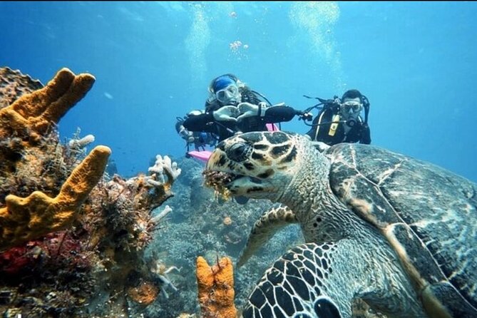 Open Water Diver Course - The last day’s reef work: what to expect at the marine park
