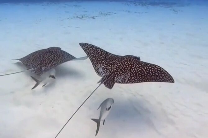 Open Water Diver Course - Instructors and vibe at Medusas Cozumel: Aida, Eider, and Manuela