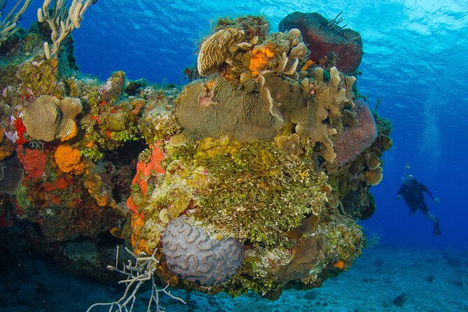 PADI Discover Scuba Diving Tour in Cozumel - Pool Practice First: What You’ll Train Before You Go Into the Water