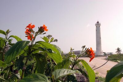 Private Island Tour at Your Leisure - Cozumel’s East Coast in 4 Hours: Punta Morena, Coconuts, and El Mirador