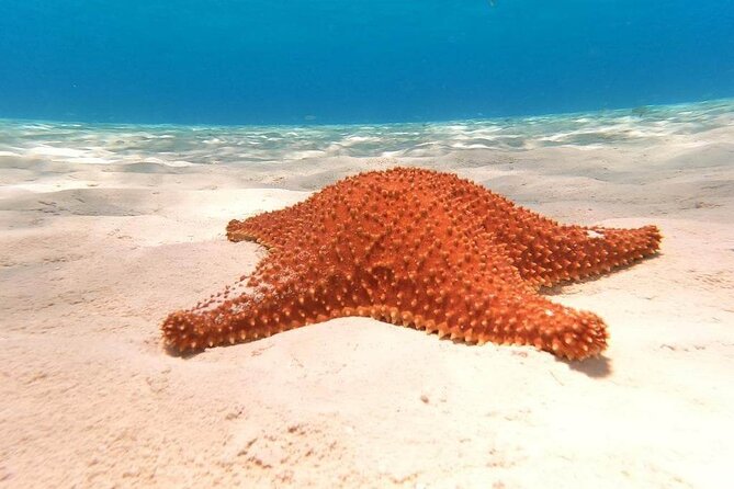 Private snorkeling tour to El Cielo - Key highlights before you go