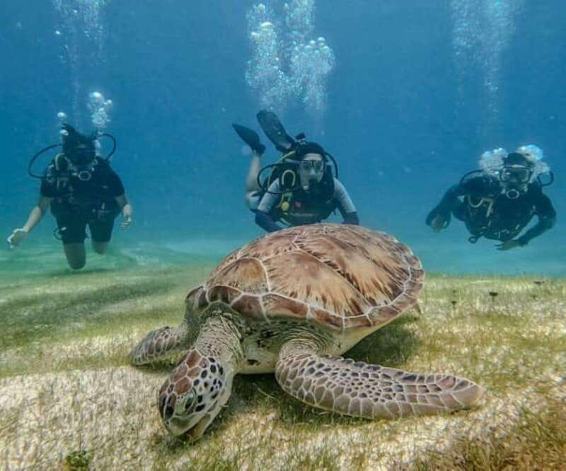 Puerto Morelos: Scuba Diving for Beginners - 2 Dives - Key Takeaways Before You Go