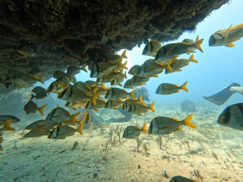 Puerto Morelos: Scuba Diving for Beginners - 2 Dives - Should You Book This Intro Scuba Program?