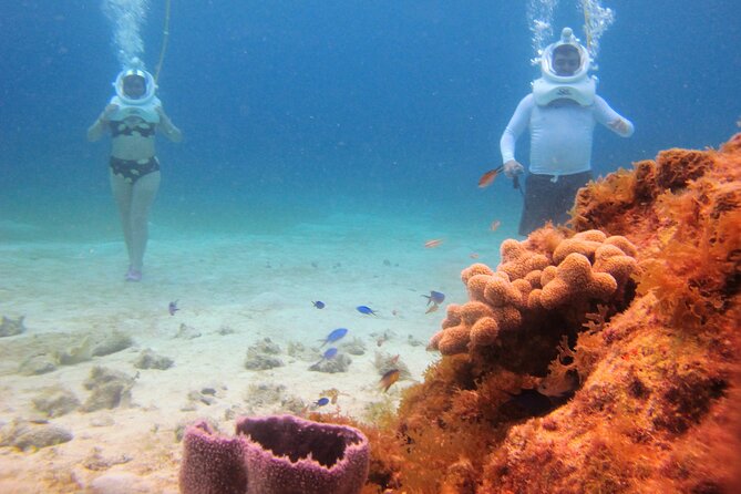 Sea Trek Adventure at Chankanaab National Park - What You’ll Actually See: Coral and Fish (Plus Dolphins Nearby)