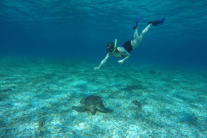 Shared Sky Snorkeling in Cozumel - Stop 2: Colombia Reef and the payoff of seeing two reef styles