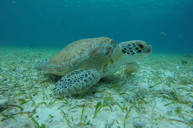 Shared Sky Snorkeling in Cozumel - Sea turtle sanctuary and the sea stars at El Cielo