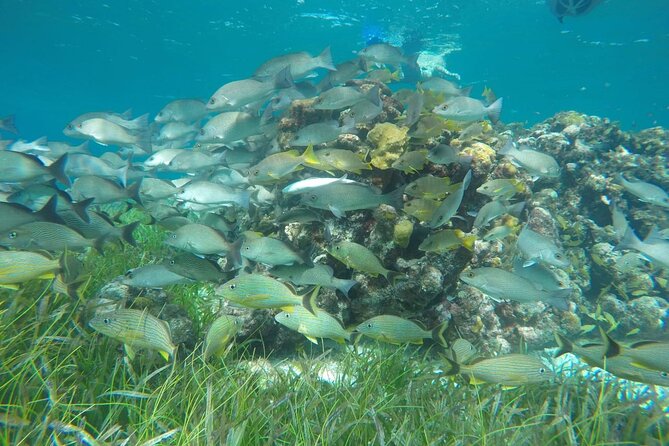 Shared Sky Snorkeling in Cozumel - The small-group advantage (max 12) on a 4-hour schedule