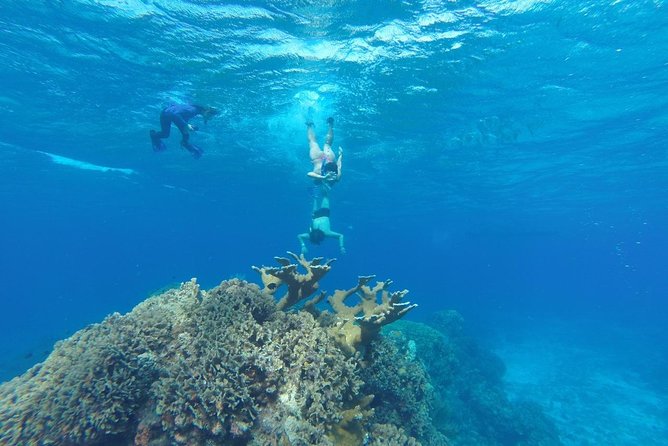 Snorkeling and Beach Club Access in Cozumel with Lunch - Quick hits before you go