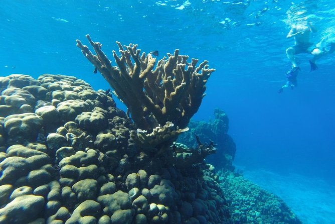 Snorkeling and Beach Club Access in Cozumel with Lunch - PalMar Snorkel Beach Club: where the day starts (and ends)
