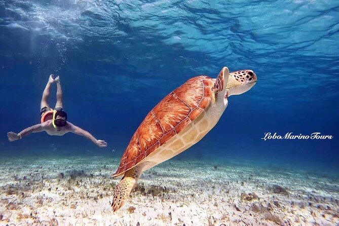 Star and Turtle Sanctuary Snorkeling Tour in Cozumel - Key highlights if you want the best version of this day