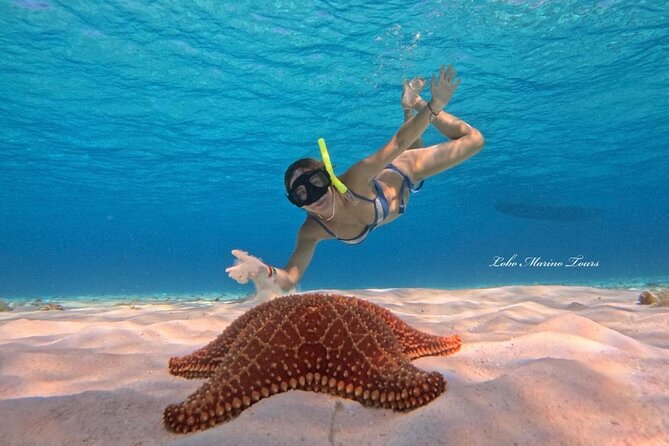Star and Turtle Sanctuary Snorkeling Tour in Cozumel - Four stops and a real pace: how this Cozumel day works