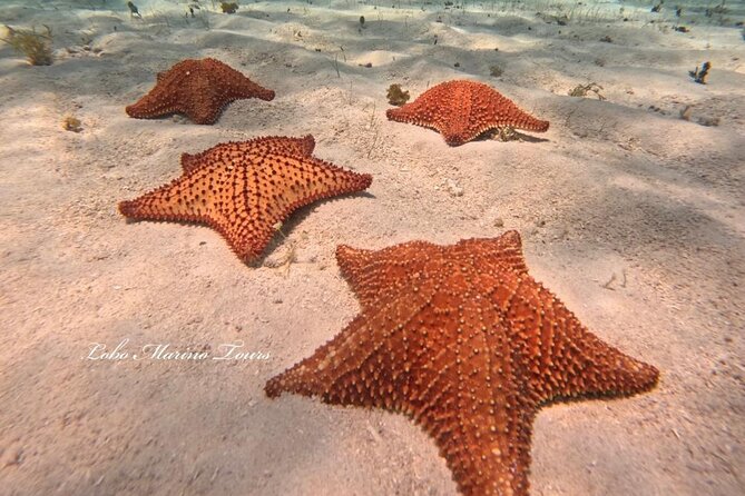 Star and Turtle Sanctuary Snorkeling Tour in Cozumel - Getting started: the meeting point and what to wear