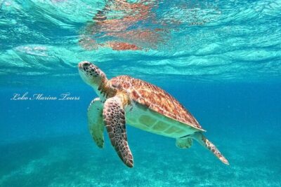 Star and Turtle Sanctuary Snorkeling Tour in Cozumel - Price and value: what $65.41 buys you (and what it doesn’t)