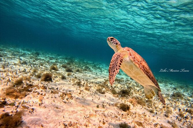 Star and Turtle Sanctuary Snorkeling Tour in Cozumel - Turtle sanctuary: why the structured stop matters