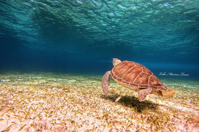 Star and Turtle Sanctuary Snorkeling Tour in Cozumel - The sky resting point: a different way to see big animals