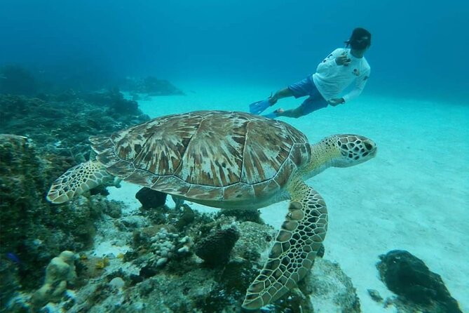 Starfish, Stingrays and the Turtle Sanctuary Snorkel Tour - Turtle Bay Expectations: Sea Turtles, But Manage the Title