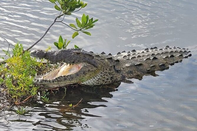 Tour to Cozumel Eco Nature Escape and Otoch Mayan Experience - What’s Included vs. What to Budget For